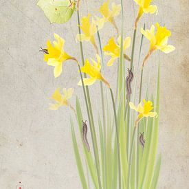 Daffodils with lemon butterfly by Fionna Bottema