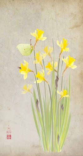 Jonquilles avec papillon citron