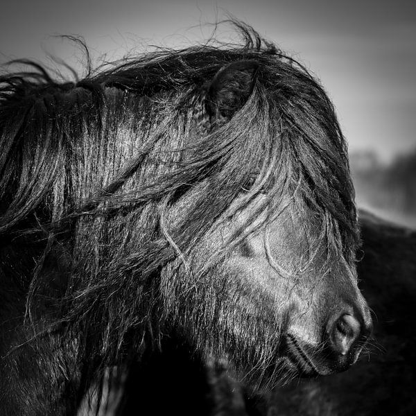 Pony schwarz-weiß von Jeroen Mikkers