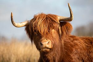 Porträt eines schottischen Highlanders - Kurioser Blick in die Landschaft von Drenthe