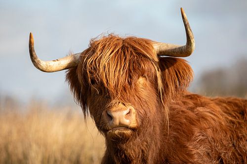 Schotse hooglander portret – Nieuwsgierige blik in het Drentse landschap