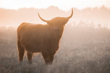 Schotse Hooglander van PeetMagneet