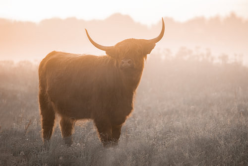 Schotse Hooglander