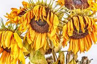 Sunflower by Roland de Zeeuw fotografie thumbnail