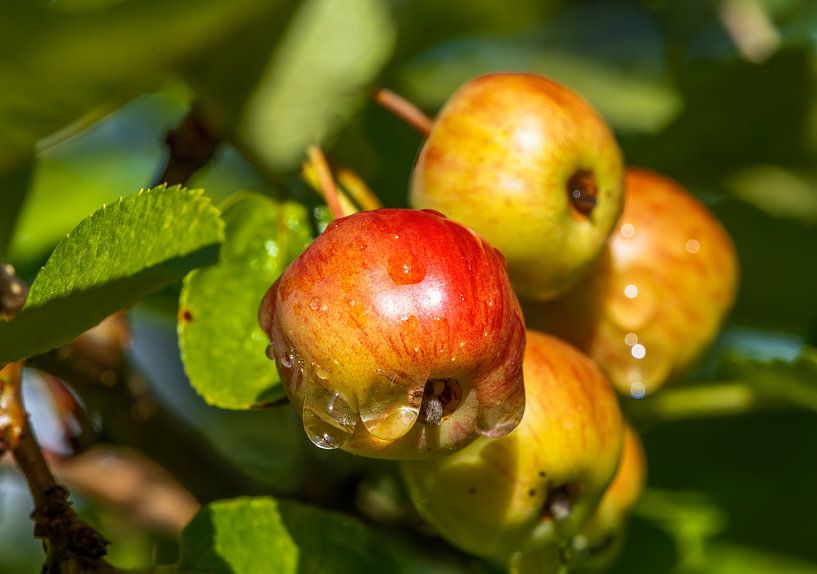 Reife Äpfel am Baum mit Regentropfen von ManfredFotos