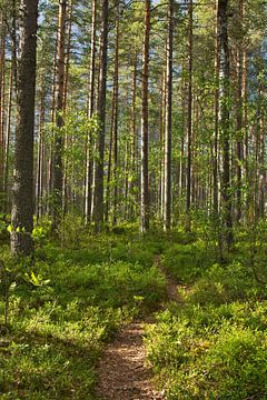 Route forestière en Finlande sur Anja B. Schäfer