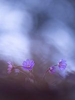 Sœurs du blues