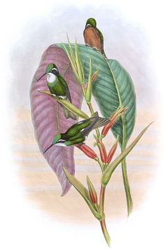 Grijsstaartige zoemende vogel, John Gould van Hummingbirds
