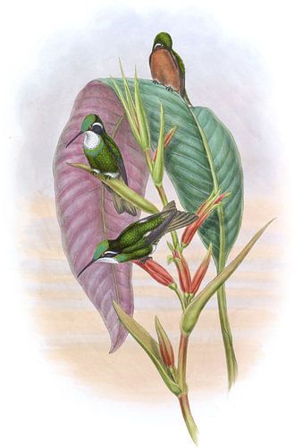 Grey-tailed Summing-Bird, John Gould