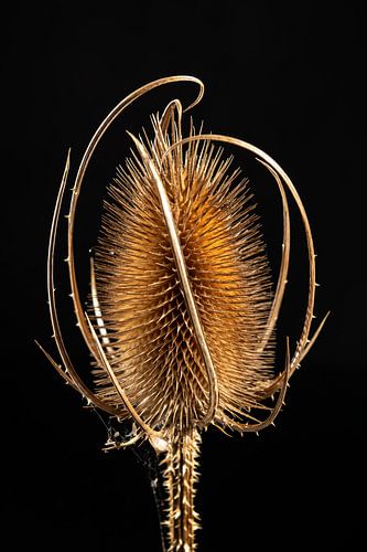 The wild teasel, speaking of sharp by Gerry van Roosmalen
