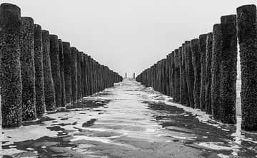 Drawn to the sea