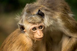 Au fond des yeux sur Maarten Borsje