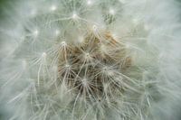 Close-up of a fruit of a dandelion with light fluff