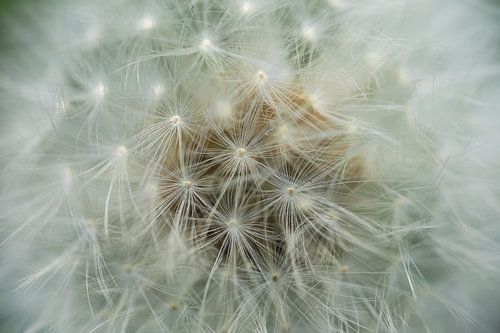 Close-up van een vrucht van een paardenbloem met lichte pluisje