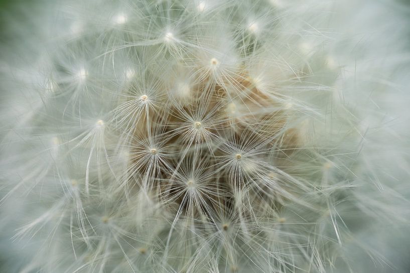Close-up of a fruit of a dandelion with light fluff by Henk Vrieselaar