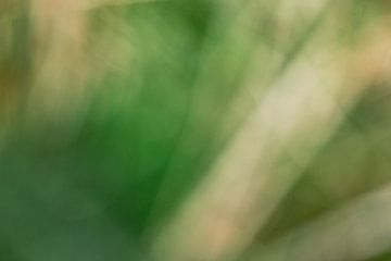 Natuurlijk romig groen van Erwin van Eekhout