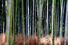 BAMBOO FOREST 1 by Miroslav Ptacek