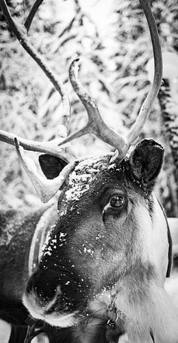 Reindeer in Finland with super reflection in the eye by Benjamien t'Kindt