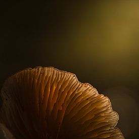 Porcelain fungus in the light by Erwin Stevens