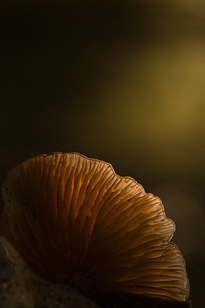 Porcelain fungus in the light by Erwin Stevens