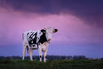Koe onder dreigende wolken | roze / paarse lucht | Hollands landschap van Marijn Alons