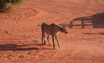 Namibian cheetah hunting in the Kalahari Desert by Patrick Groß
