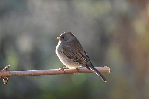 Een vogel in de tuin