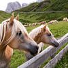 Haflinger in den Bergen von Martina Weidner