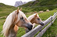 Haflinger in the mountains