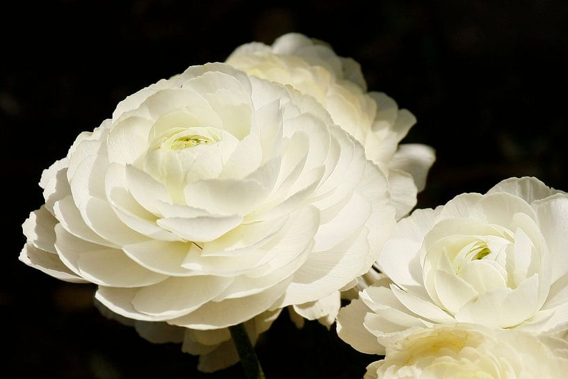 Weiße Rosen von Simone Meijer