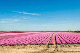 Champ de tulipes au début du printemps