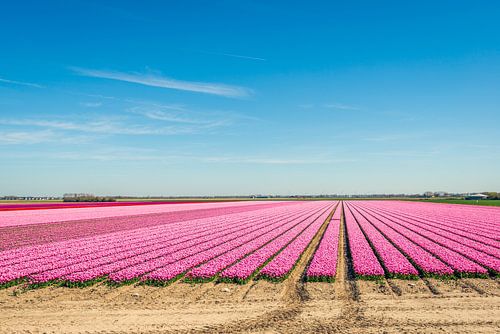 A field of tulips in early spring