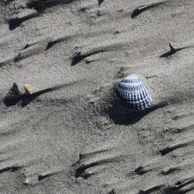 Un coquillage sur la plage sur Matthias Brix