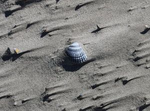 Un coquillage sur la plage