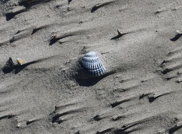 A shell on the beach