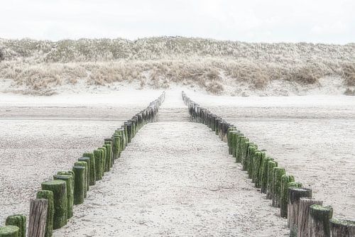 Houten strandpalen op het strand en  duinenrij in Zeeland.