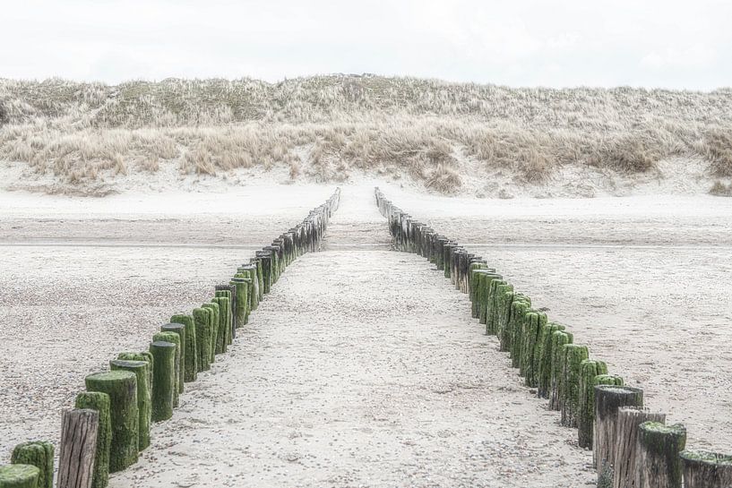 Wooden beach posts on the beach and row of dunes in Zeeland. by Ron van der Stappen