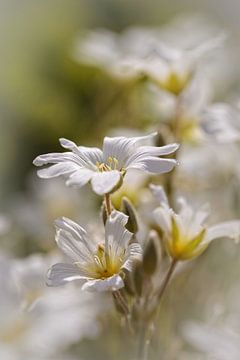 Geranium van Rob Boon