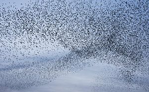 Starling swarm in the last evening light by Danny Slijfer Natuurfotografie