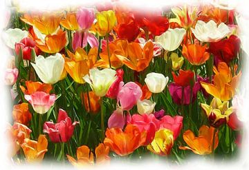 Tulipes sur Maurice Dawson