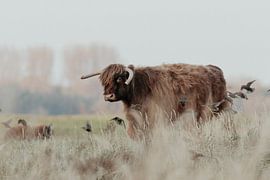 Schotse Hooglanders in de Nederlandse Duinen