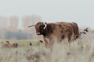 Schotse Hooglanders in de Nederlandse Duinen van Anne Zwagers