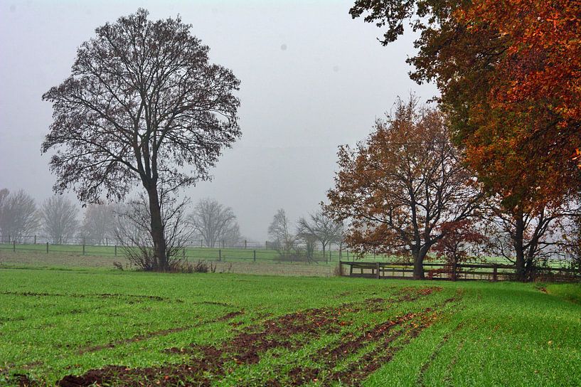 Matin brumeux 5 par Edgar Schermaul
