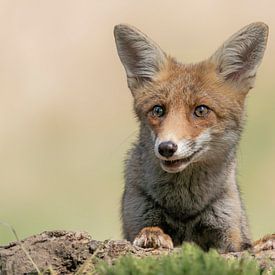 Portrait of a young fox. by Albert Beukhof