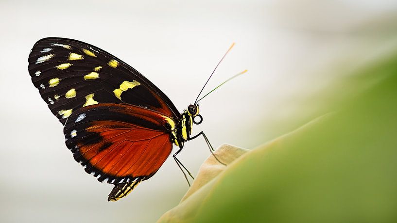Butterfly by Gerrit Anema
