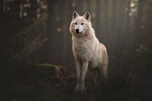 Loup blanc dans le crépuscule