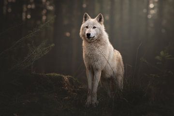 White wolf in the twilight | wildlifephotography | witte wolven van Laura Dijkslag