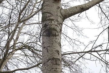 Huilende boom van Berthilde van der Leij