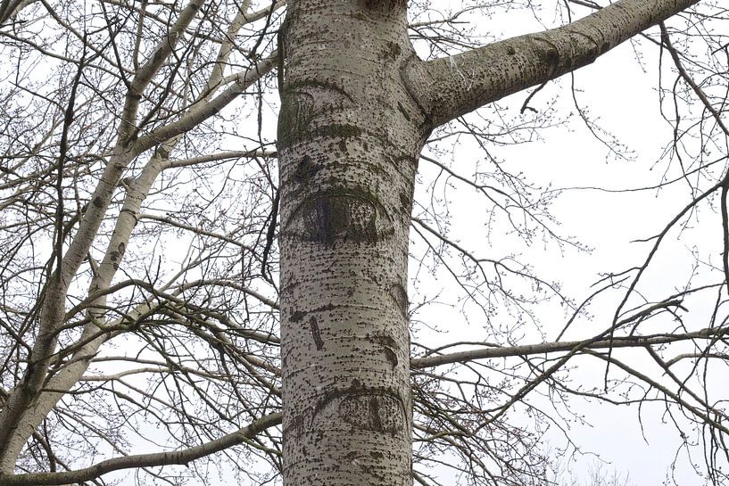 Huilende boom von Berthilde van der Leij
