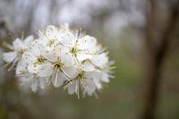 Fleur blanche